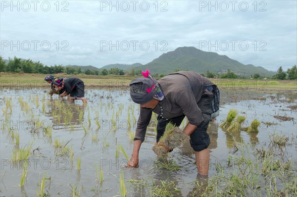 Tai Dam peasants planting rice seedlings