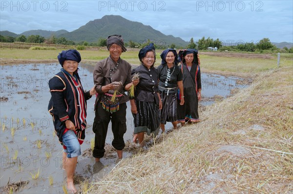 Tai Dam peasants planting rice seedlings