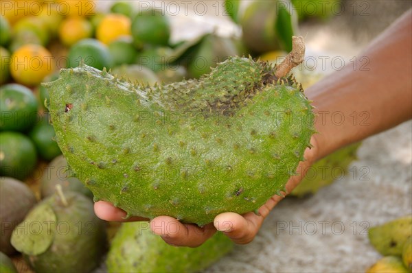 Soursop fruit