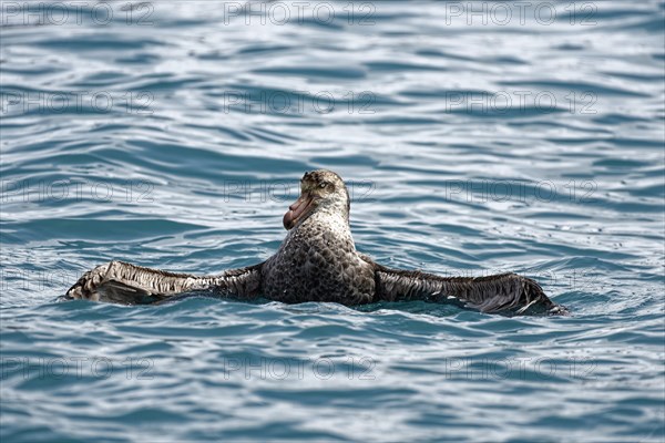 Southern giant petrel