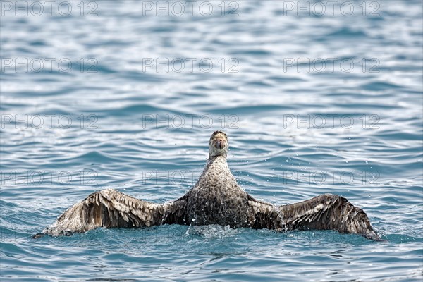 Southern giant petrel