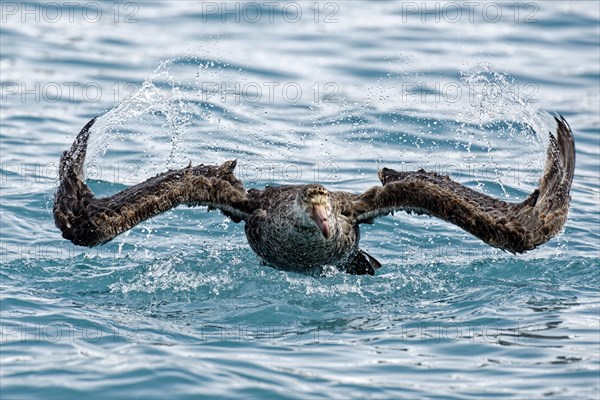 Southern giant petrel