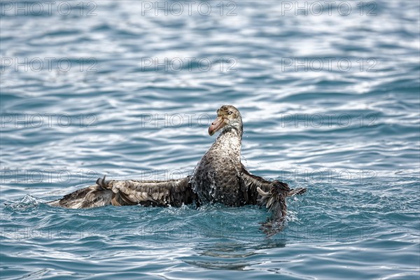 Southern giant petrel