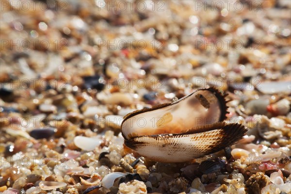 Empty shell on a gravel beach