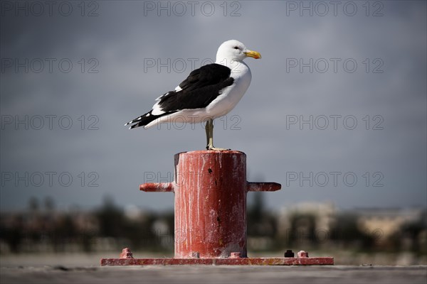 Kelp gull