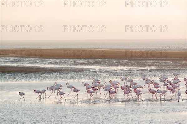 Greater flamingos