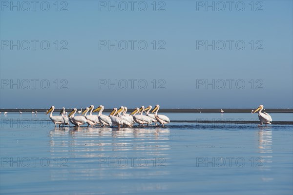 Great white pelicans