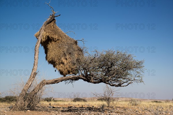 Sociable weaver