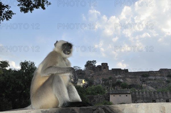 Gray or Hanuman Langur