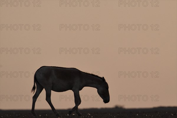 Silhouette of an Indian wild ass or Gorkhar