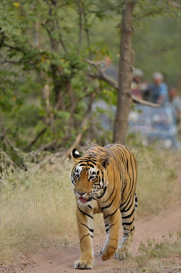 Tourist vehicles following an Indian or Bengal Tiger