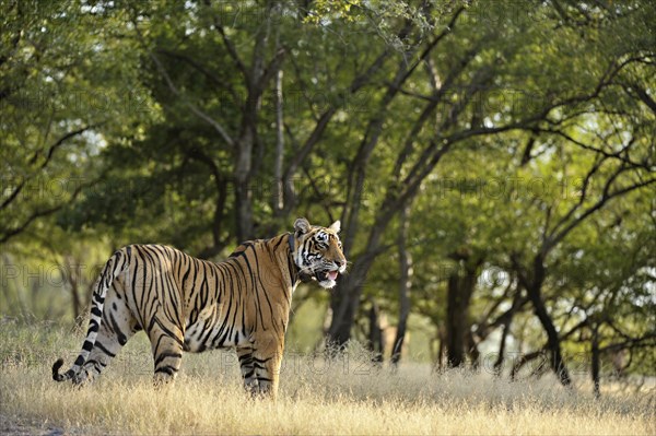 Radio collared Indian or Bengal Tiger