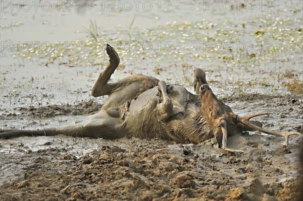 Male Sambar Deer