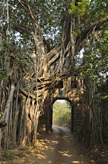 Forest track leading through an ancient gate with Banyan tree