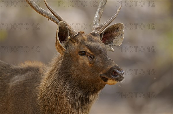 Male Sambar Deer