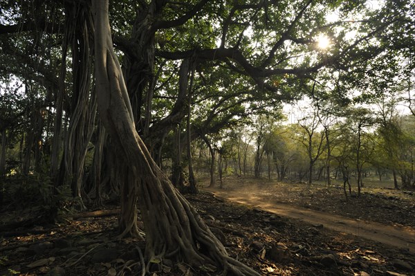 Banyan tree