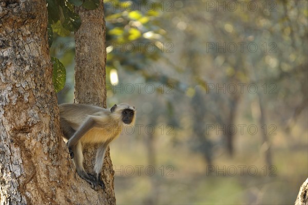 Common Langur or Hanuman Monkey