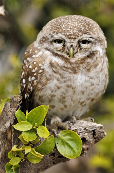 Spotted Owlet