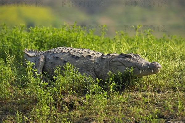 Mugger Crocodile or Indian Marsh Crocodile