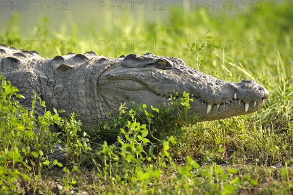 Mugger Crocodile or Indian Marsh Crocodile