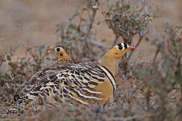 Painted Sandgrouses