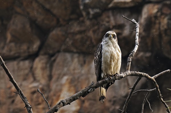 Juvenile Crested Serpent Eagle