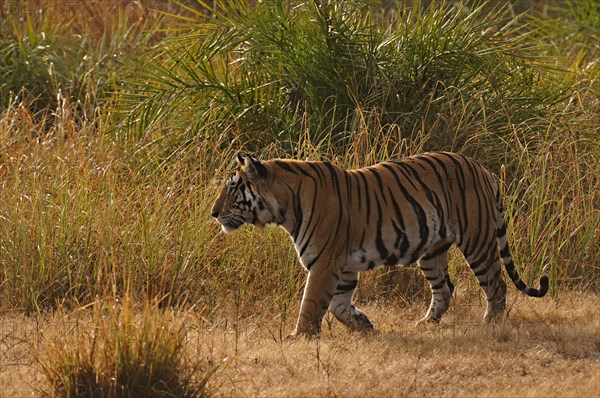 Bengal or Indian tiger