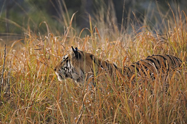 Bengal or Indian tiger