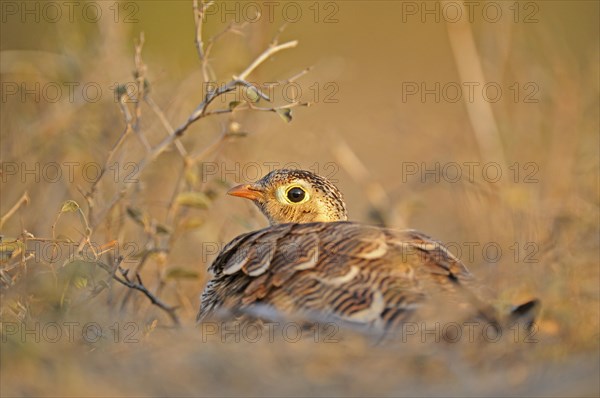 Painted Sandgrouse