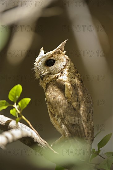 Collared Scops Owl