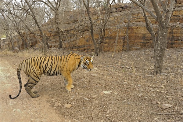 Radio collared Indian or Bengal tigress