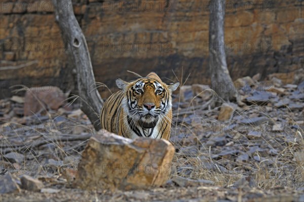 Radio collared Indian or Bengal tigress