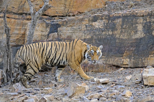 Radio collared Indian or Bengal tigress