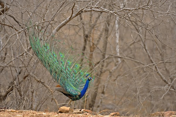 Display of the male Indian Peafowl