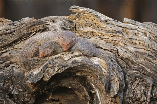 Ruddy Mongoose or Black-tailed Mongoose