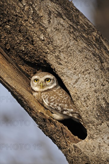 Spotted Owlet