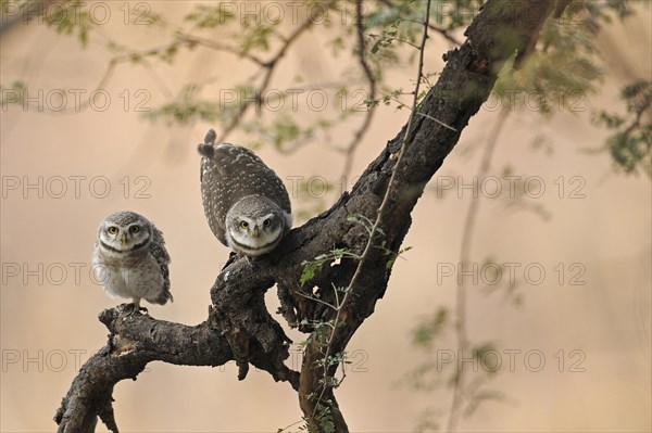 Spotted Owlets