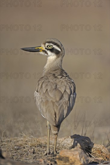 Great Thick-knee