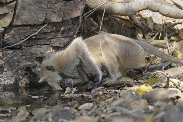 Gray or Hanuman Langur