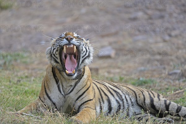 Indian or Bengal Tiger