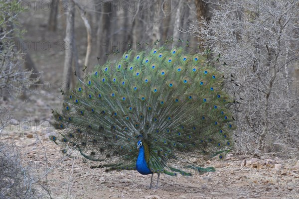 Display of the male Indian Peafowl