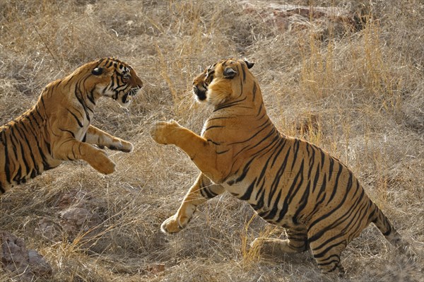 A mating pair of two Indian or Bengal Tigers
