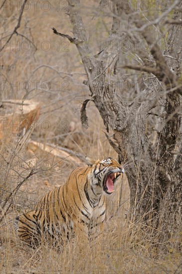 Indian or Bengal Tiger