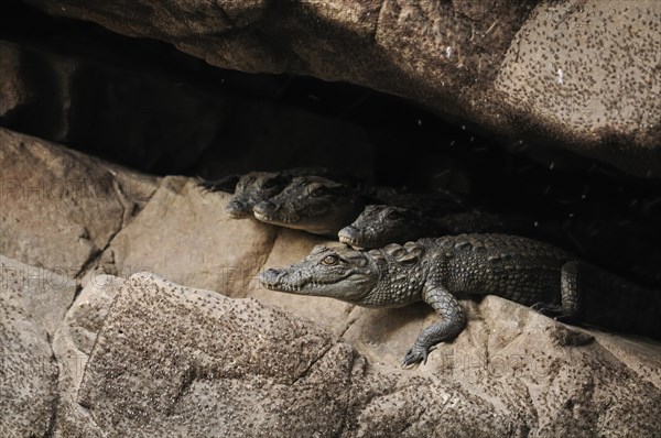 Two small Mugger Crocodiles or Indian Marsh Crocodiles