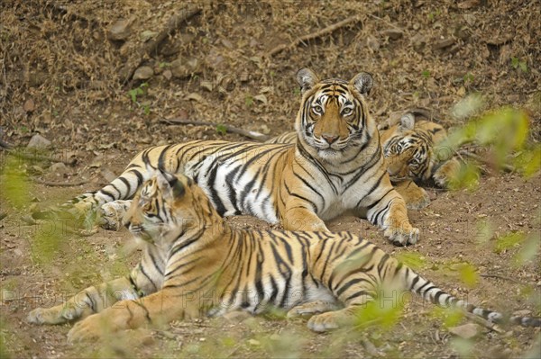 Bengal or Indian tigers