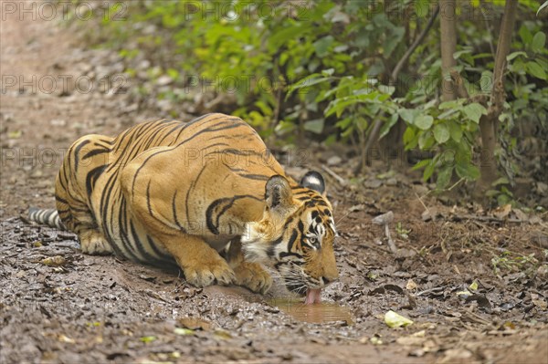 Bengal or Indian tiger