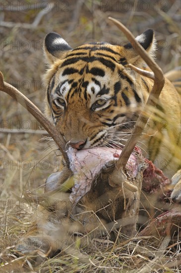 Bengal or Indian tiger