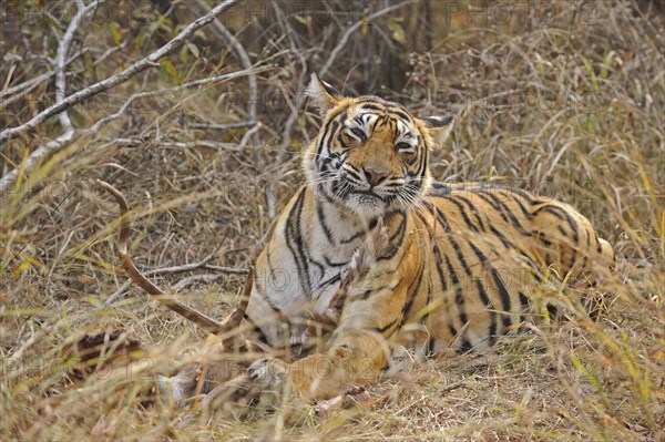 Bengal or Indian tiger