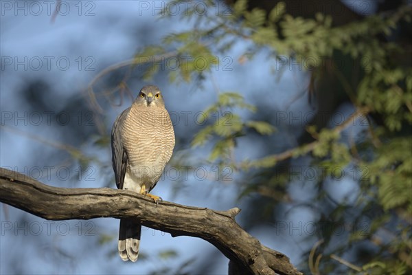 Shikra