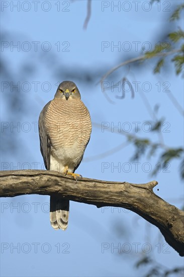 Shikra